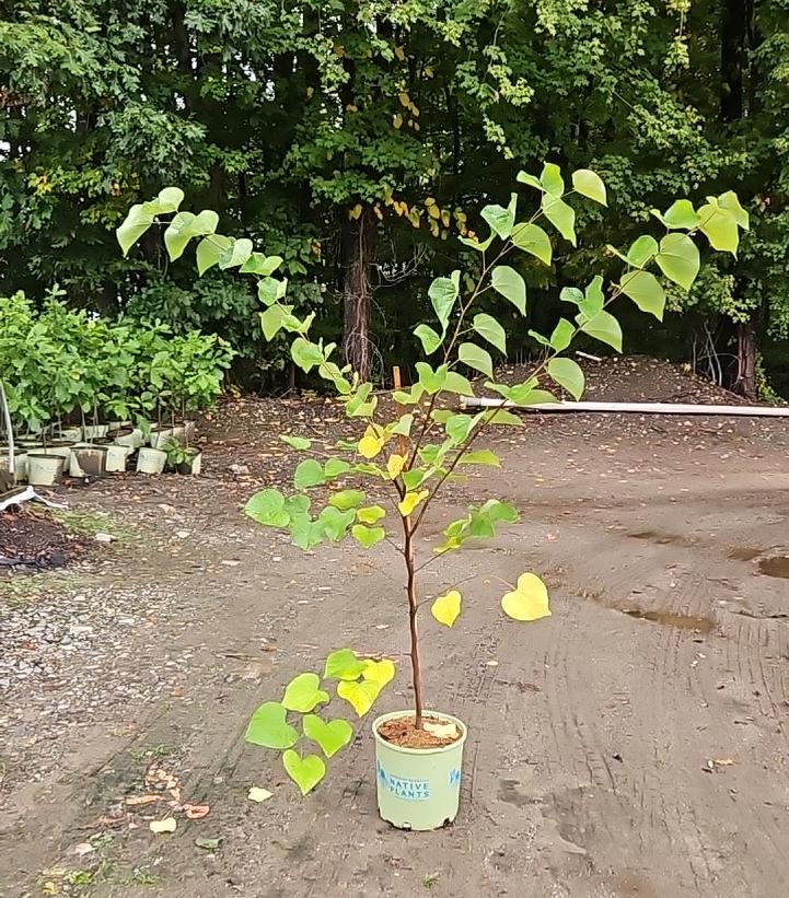 Cercis canadensis 