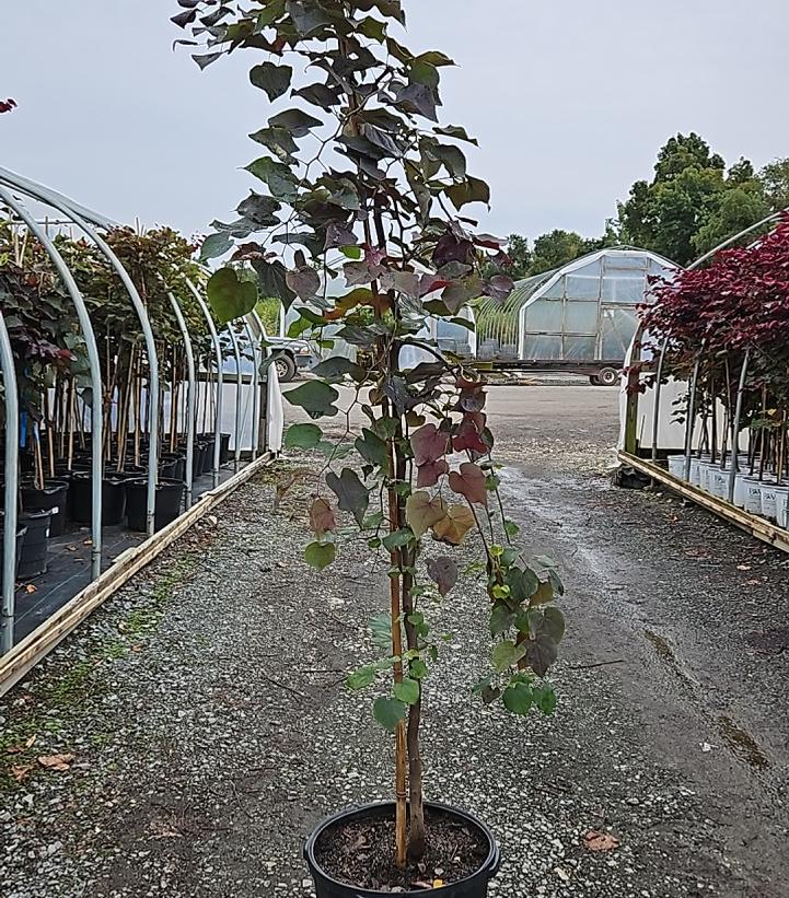 Cercis canadensis Ruby Falls