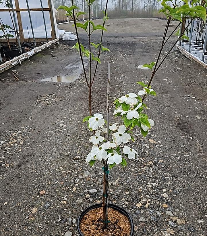 Cornus florida 'Cloud 9'