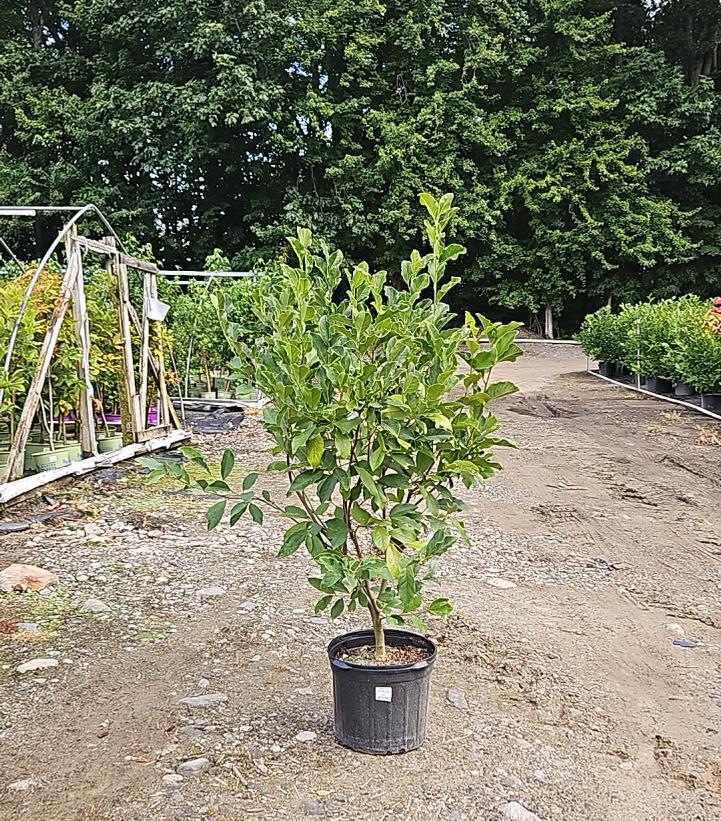 Magnolia liliiflora 'Jane'