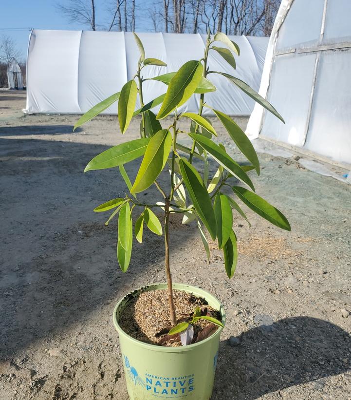 Magnolia virginiana 'Moonglow'