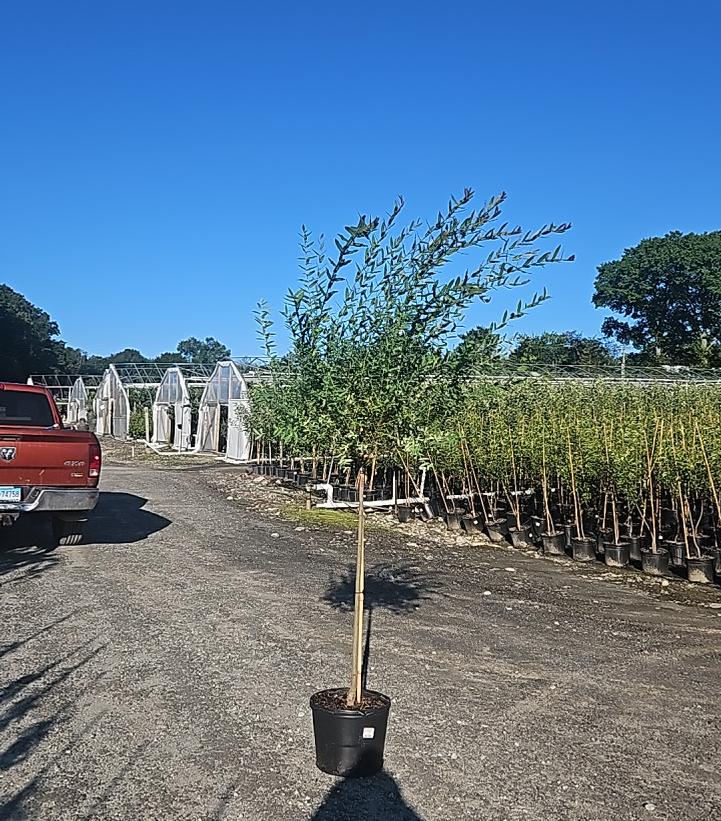 Salix integra 'Hakuro Nishiki'