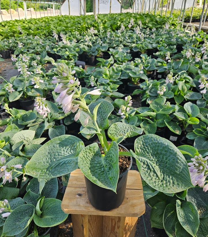 Hosta x 'Big Daddy'