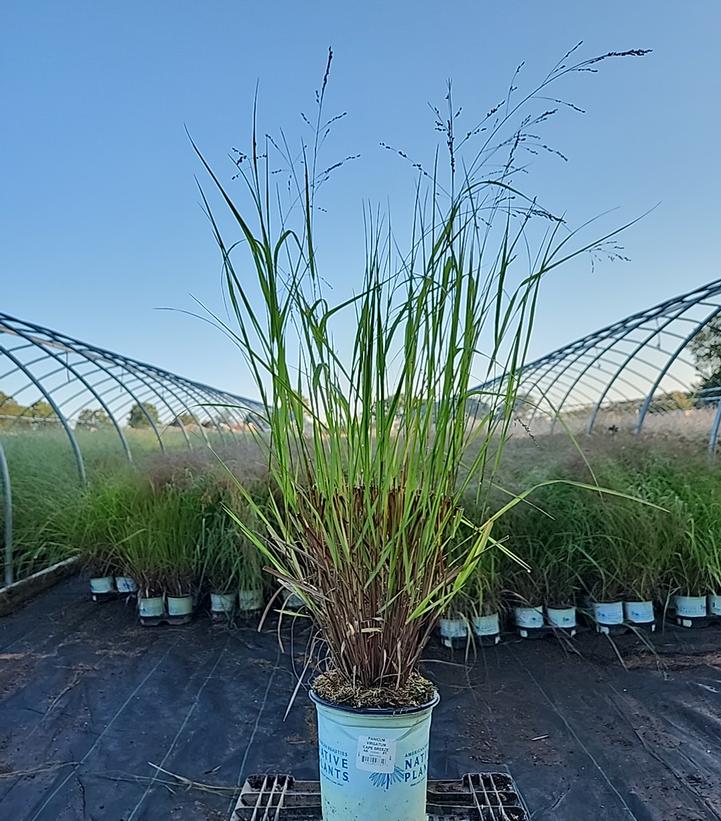 Panicum virgatum Cape Breeze
