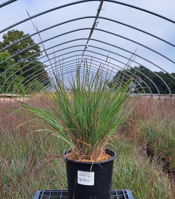 Schizachyrium scoparium 'Prairie Blues'