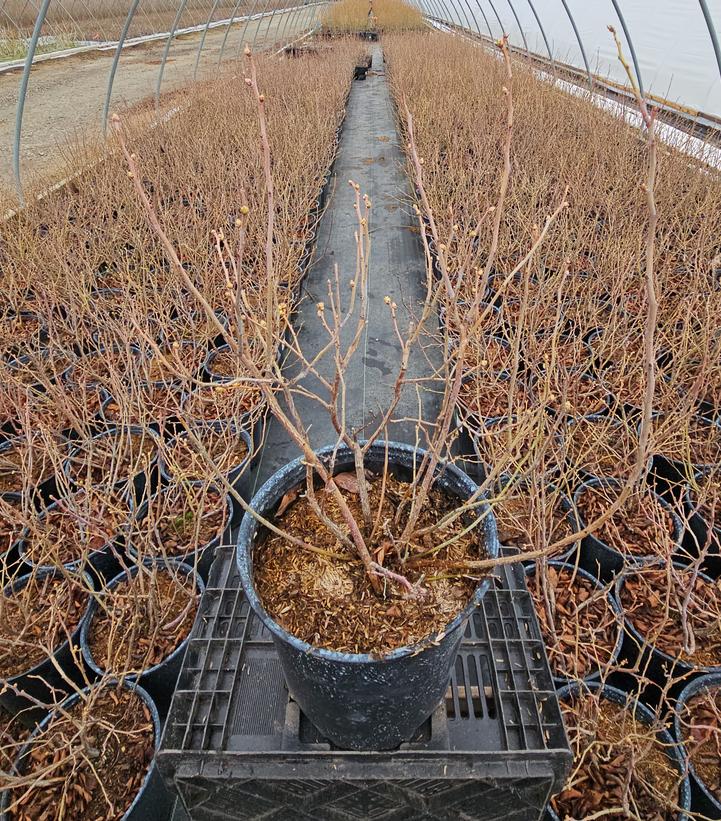 Vaccinium corymbosum 'Duke'