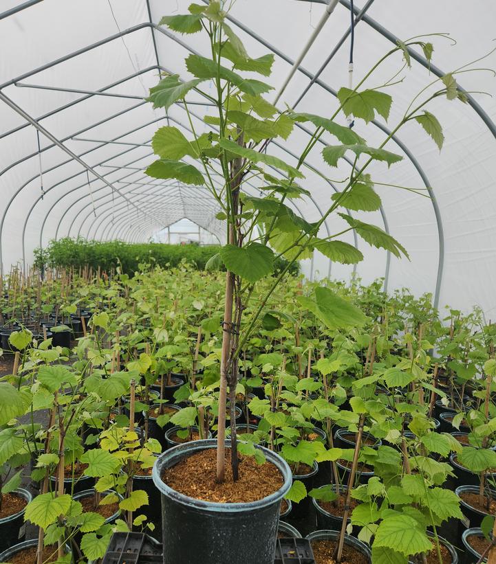 Vitis labrusca 'Concord'