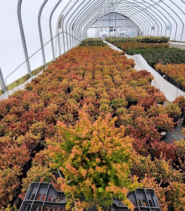 Calluna vulgaris Carnival