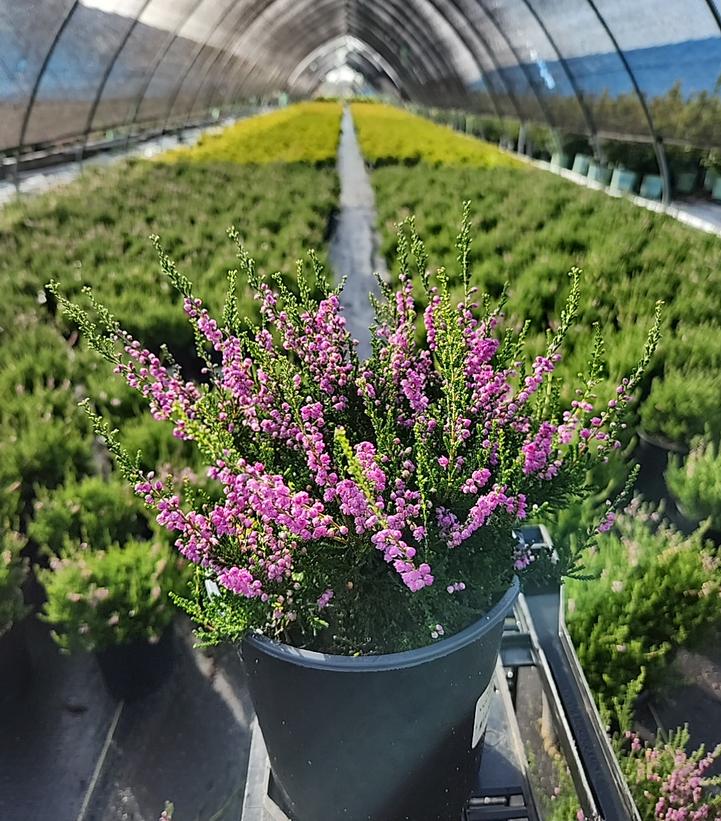 Calluna vulgaris Tib