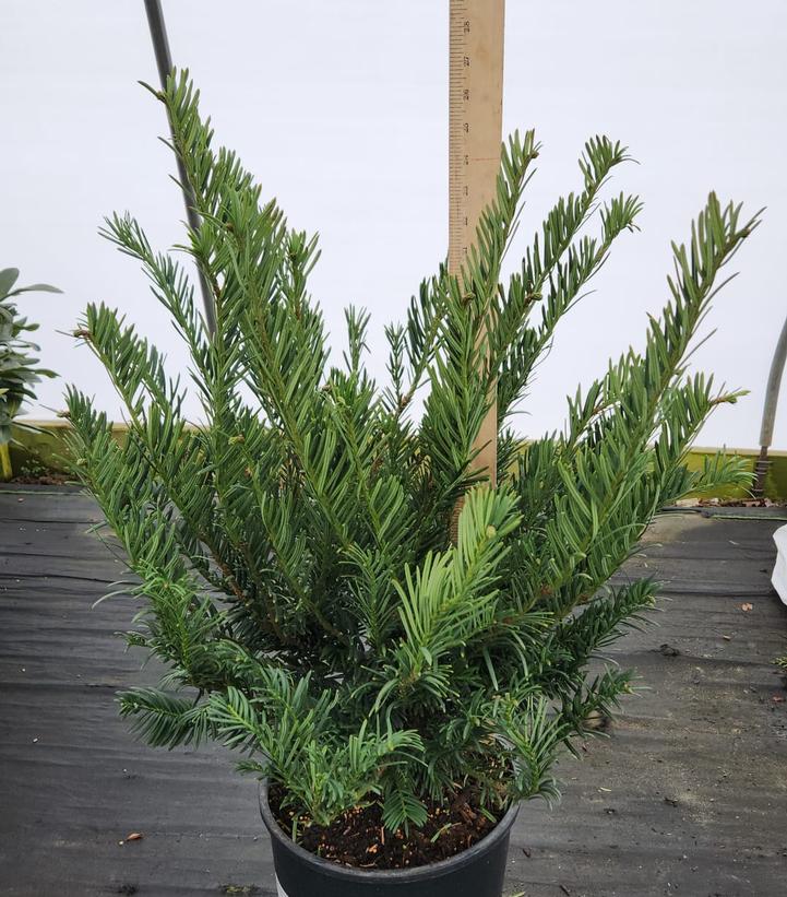 Cephalotaxus harringtonia 'Duke Gardens'