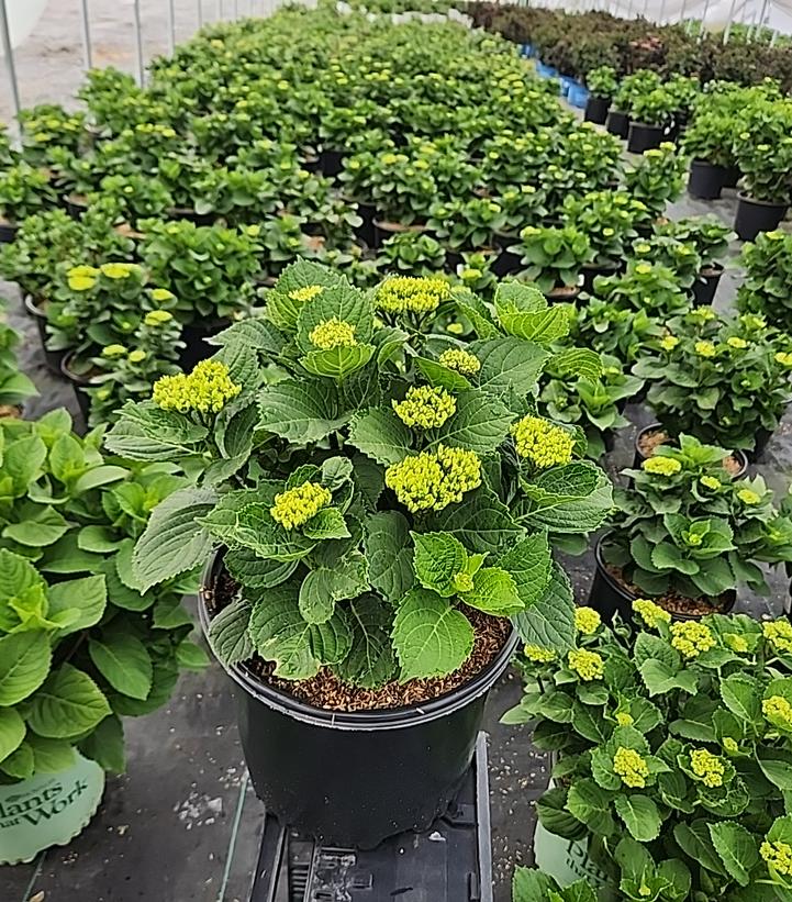 Hydrangea macrophylla Magical® Revolution