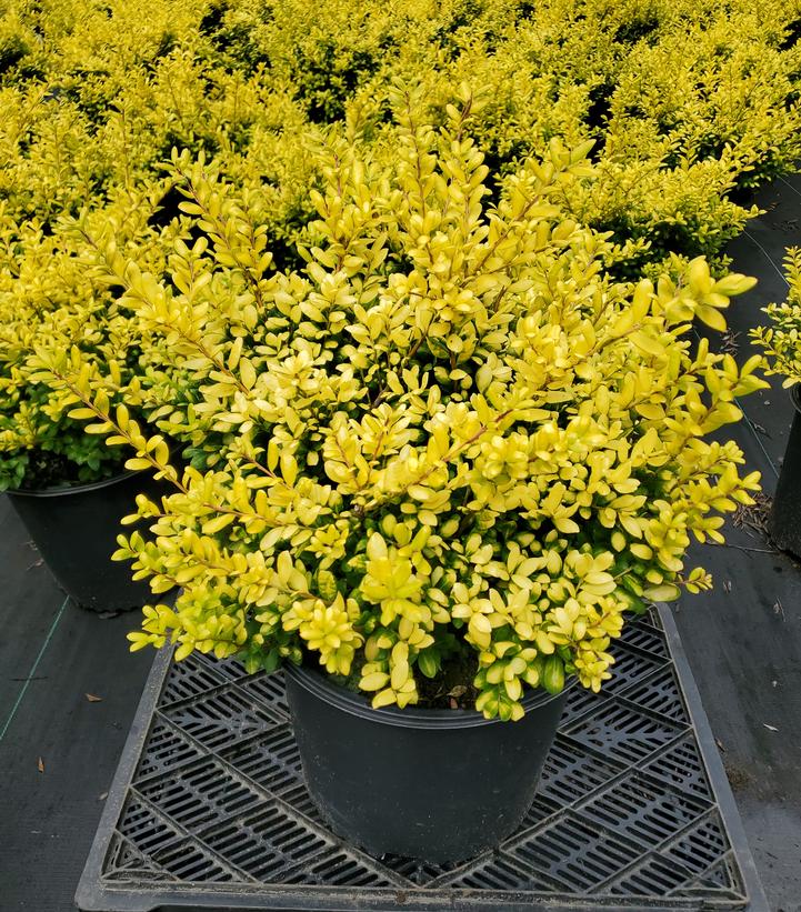 Ilex crenata 'Drops of Gold'