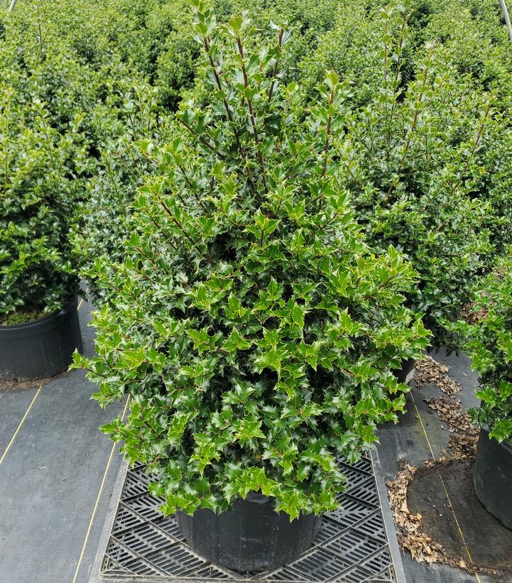 Ilex x Red Beauty™
