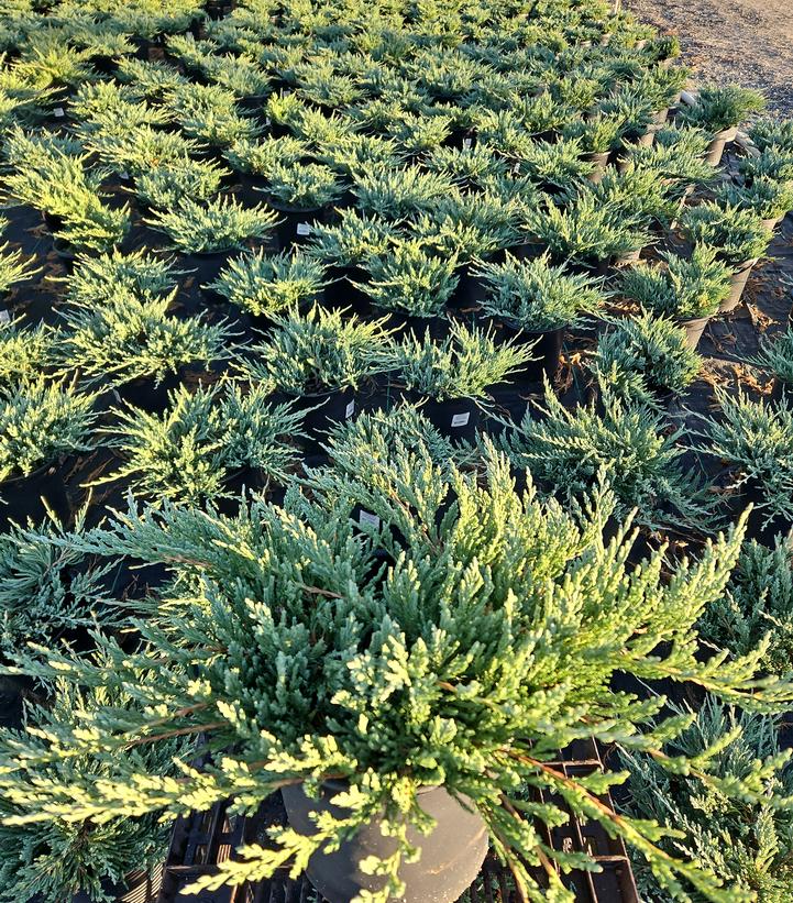 Juniperus horizontalis 'Bar Harbor'