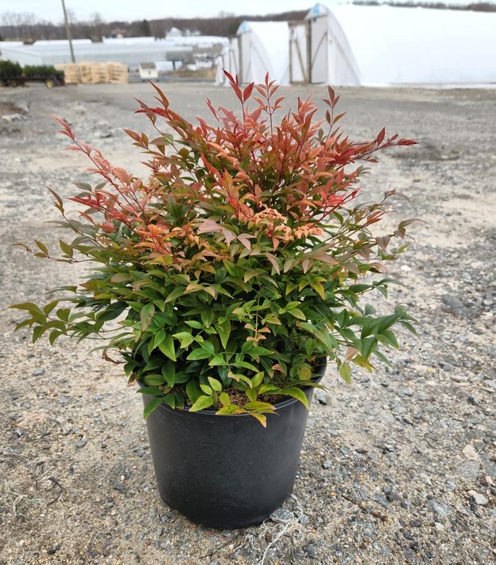 Nandina dom. Gulf Stream