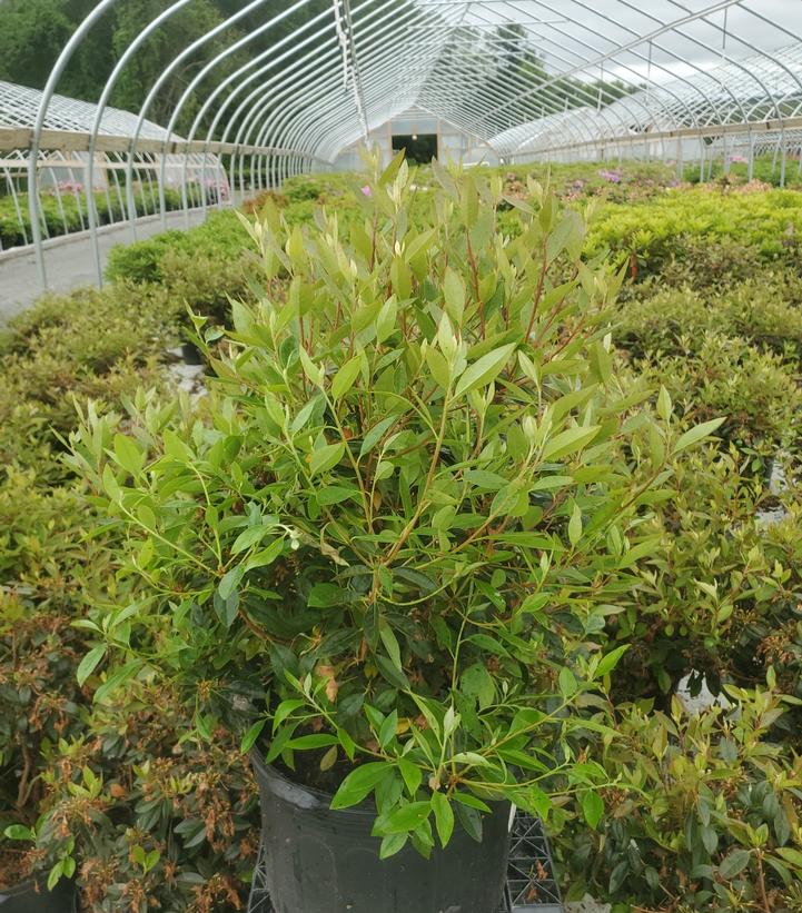 Rhododendron Olga Mezitt