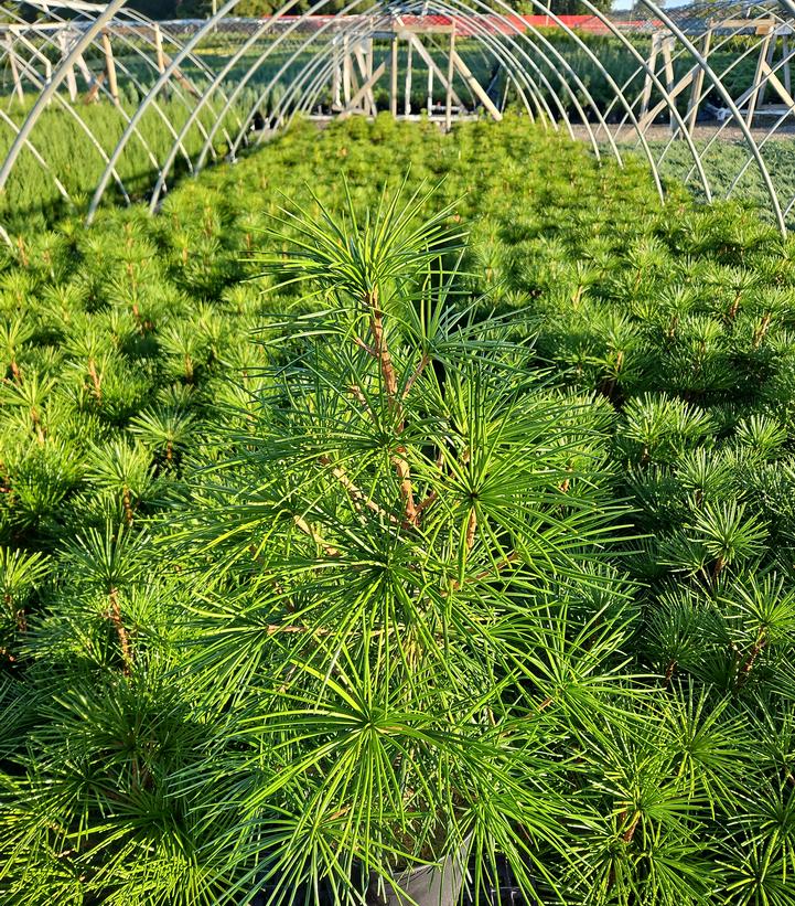 Sciadopitys verticillata 'Wintergreen'