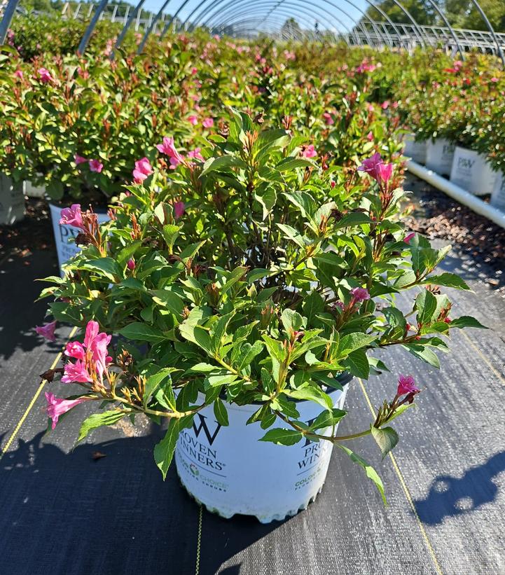 Weigela florida Snippet® Dark Pink