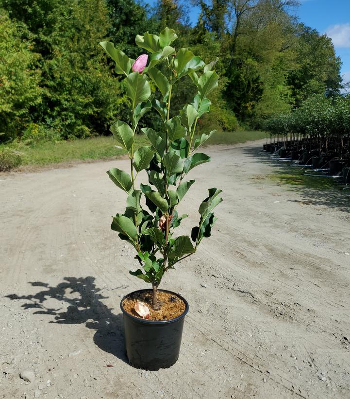 Magnolia x 'March 'Til Frost'
