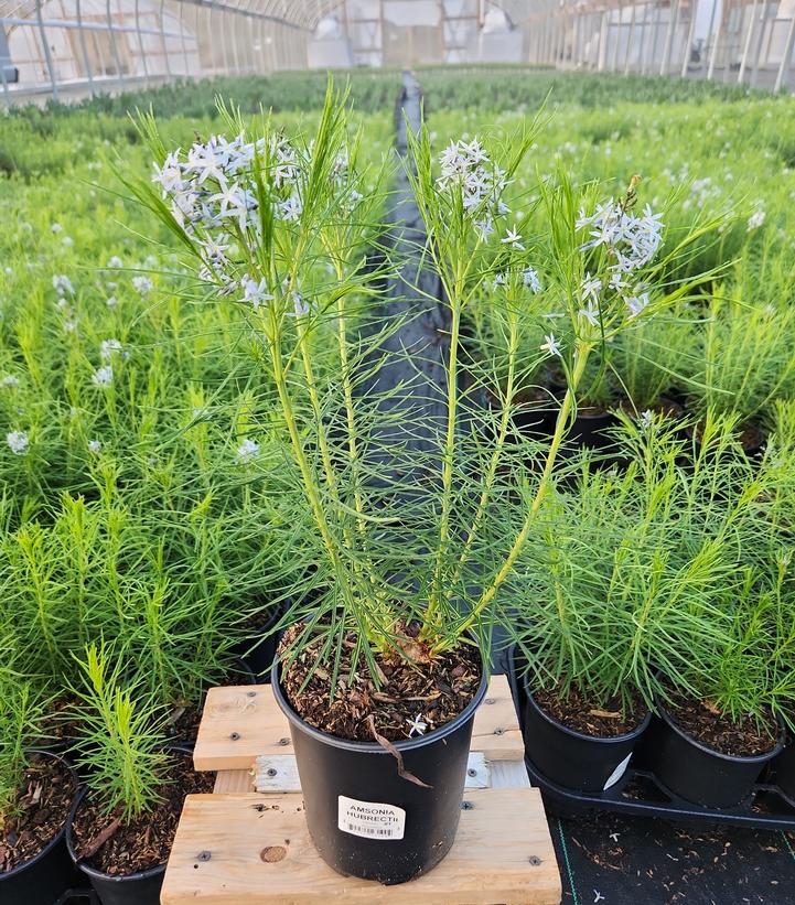 Amsonia hubrectii 
