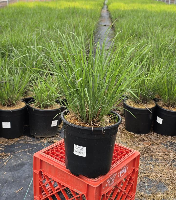 Schizachyrium scoparium Blue Heaven®