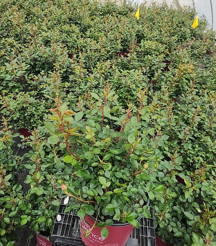 Rosa Easy Elegance® Calypso