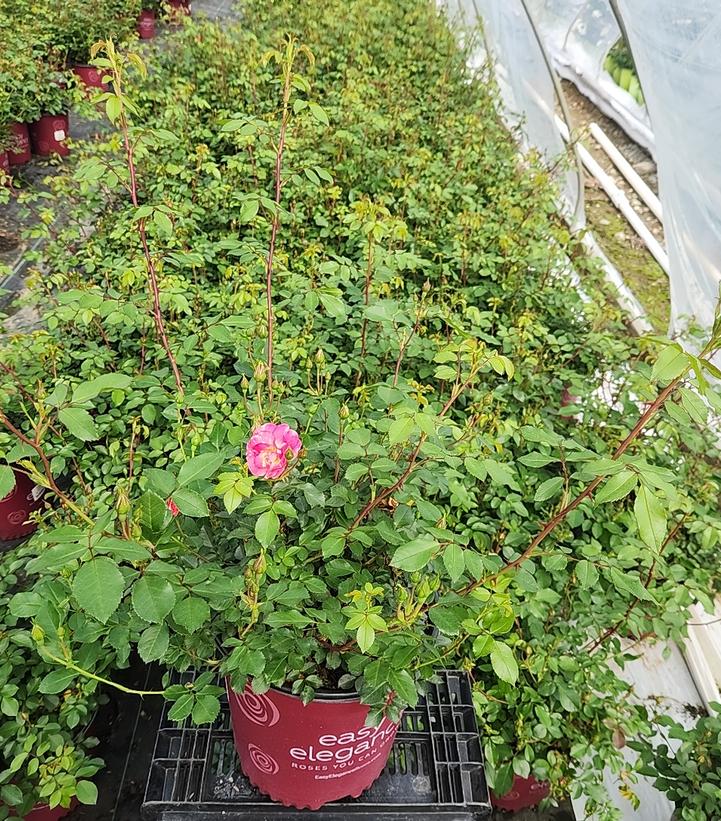 Rosa Easy Elegance® Sunrise Sunset
