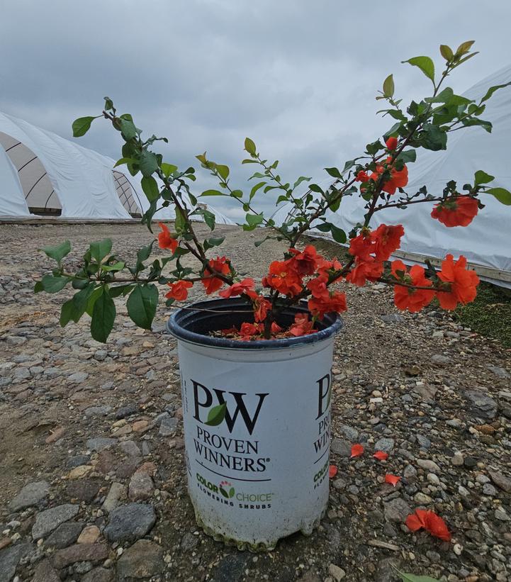 Chaenomeles speciosa Double Take® Orange