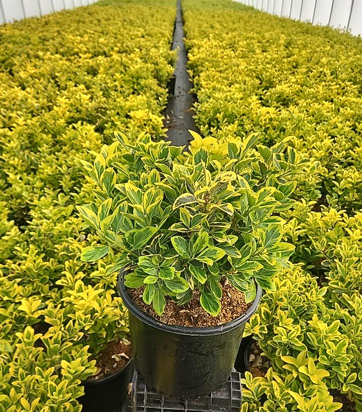 Euonymus japonica Aureo-Marginata
