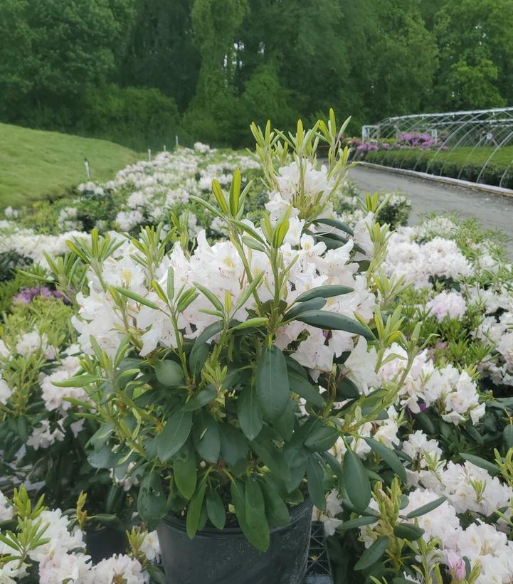 Rhododendron cat. Album