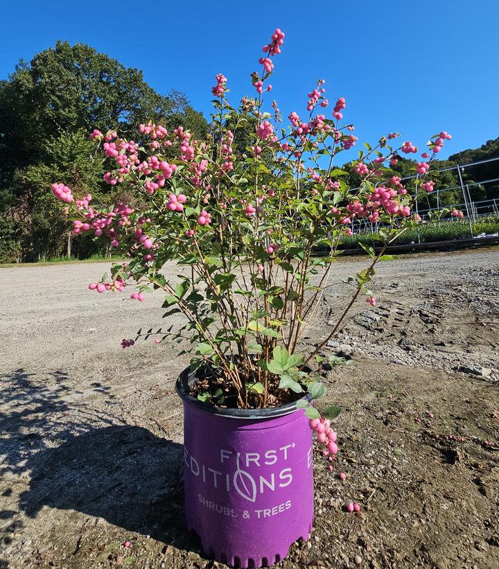 Symphoricarpos x doorenbosii Candy™