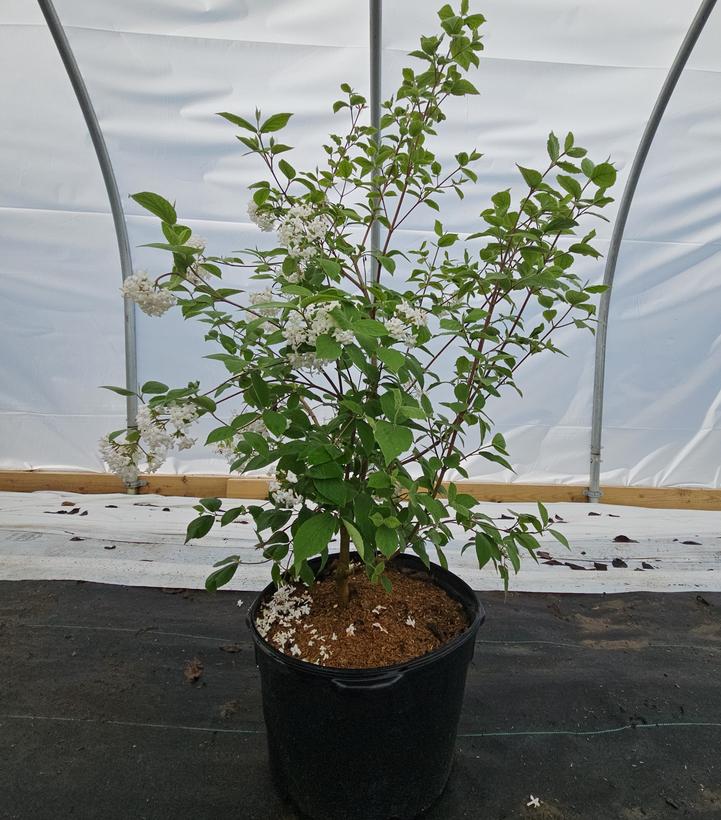 Viburnum carlesii 