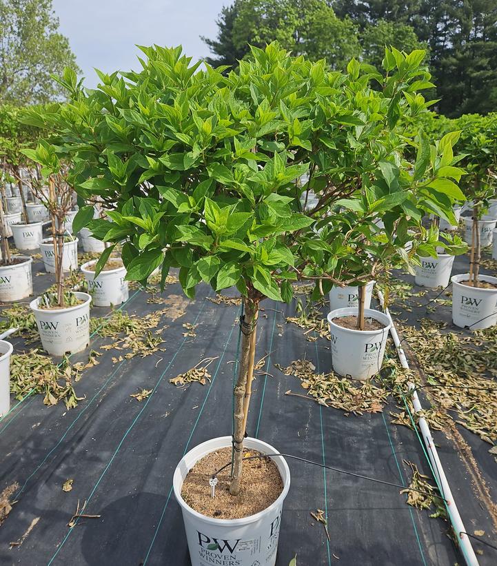 Hydrangea paniculata Little Lime®