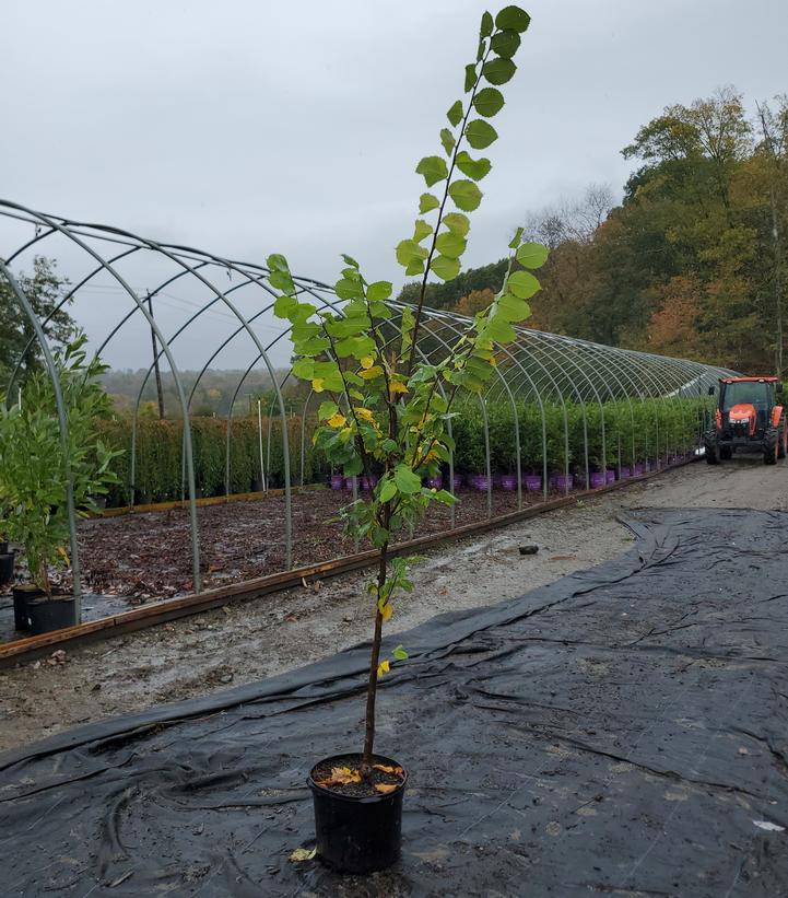 Ulmus americana 'Jefferson'
