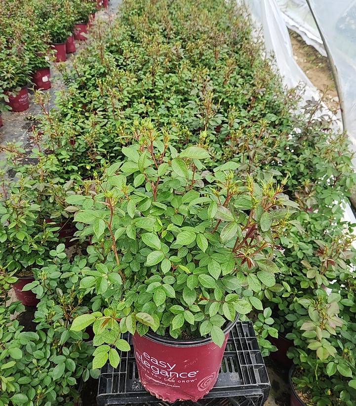 Rosa Easy Elegance® Pinktopia
