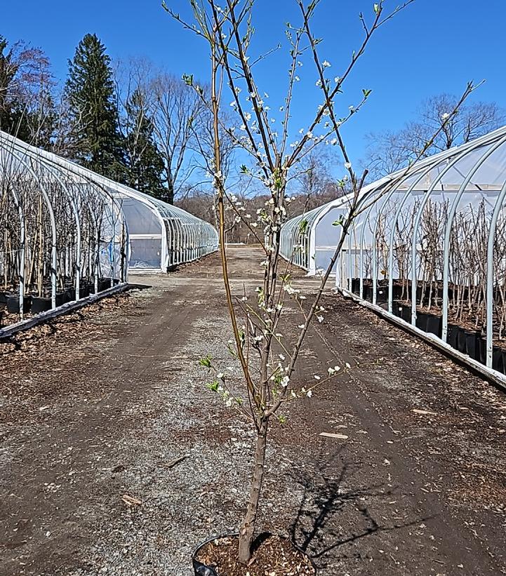 Prunus X Santa Rosa