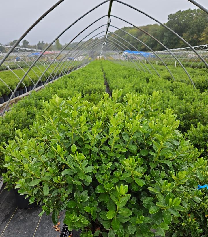 Azalea x 'Delaware Valley White'