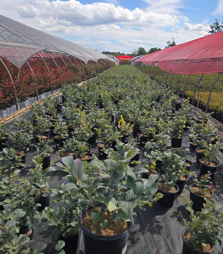 Fothergilla major 'Blue Shadow'