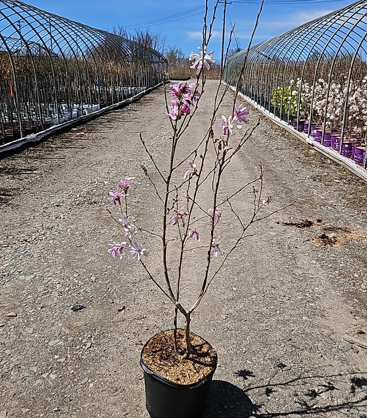 Magnolia × loebneri 'Leonard Messel'