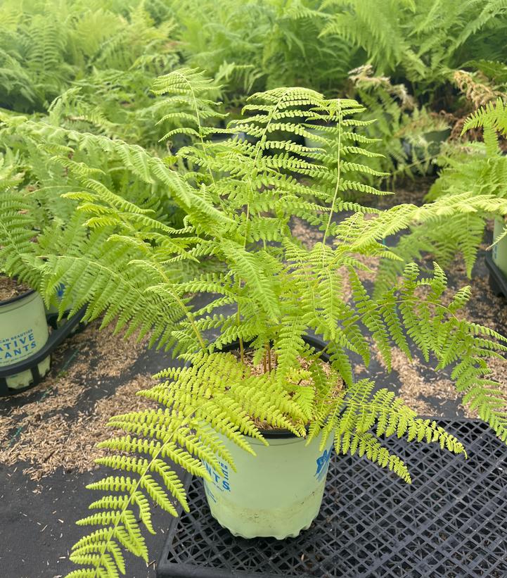 Dennstaedtia punctilobula 