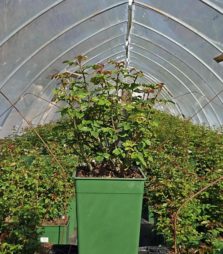 Rosa Young Lycidas