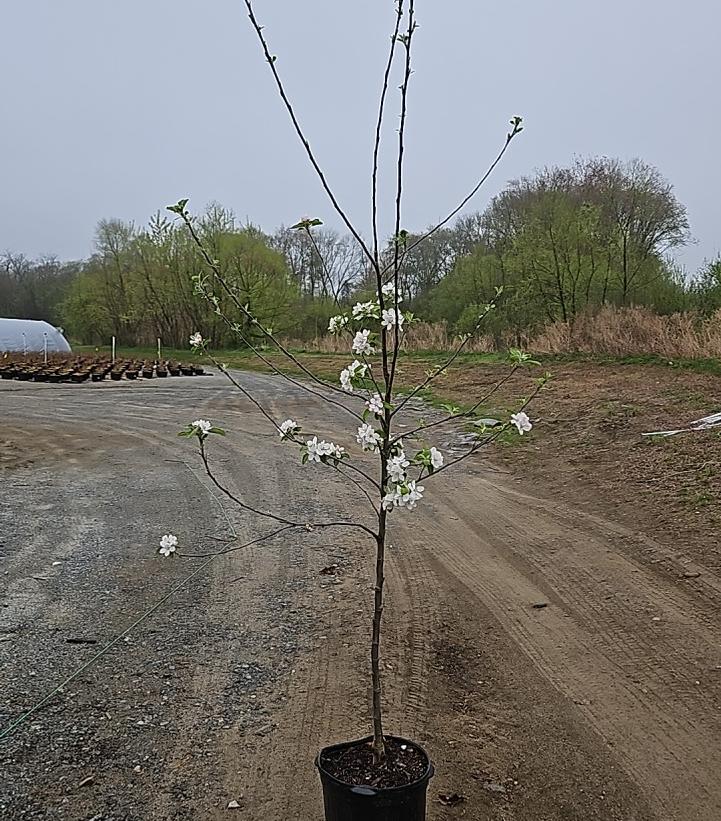 Malus Cortland