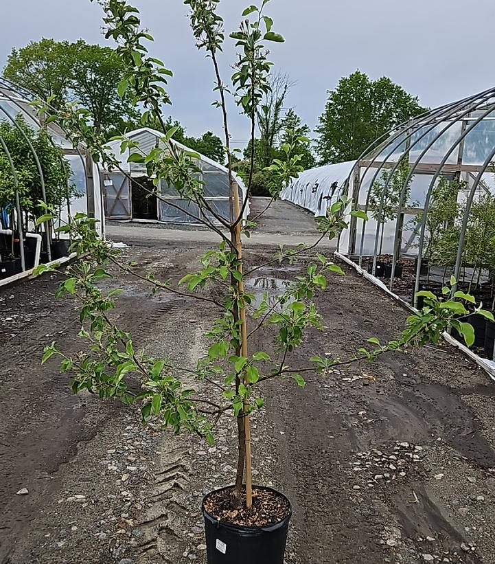 Malus Ginger Gold