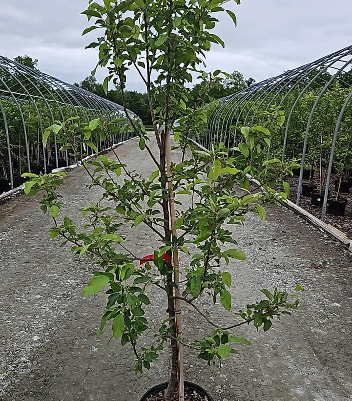 Malus X Royal Gala