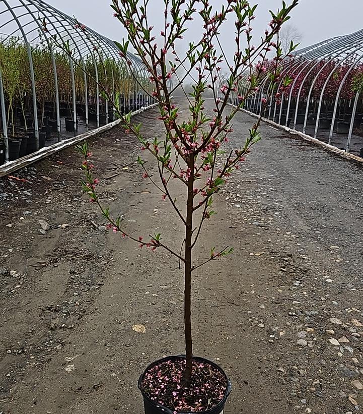 Prunus persica Madison