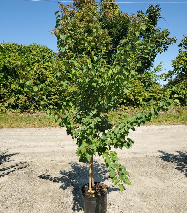 Prunus avium 'Sweetheart'