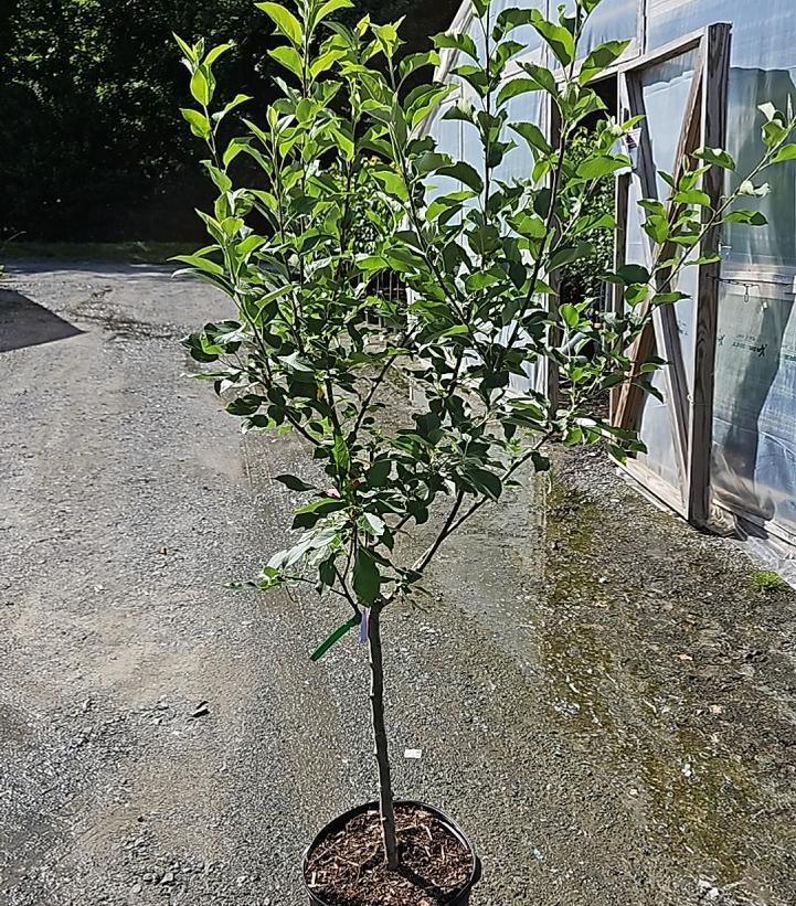 Malus 4 - in - 1 Cold Climate