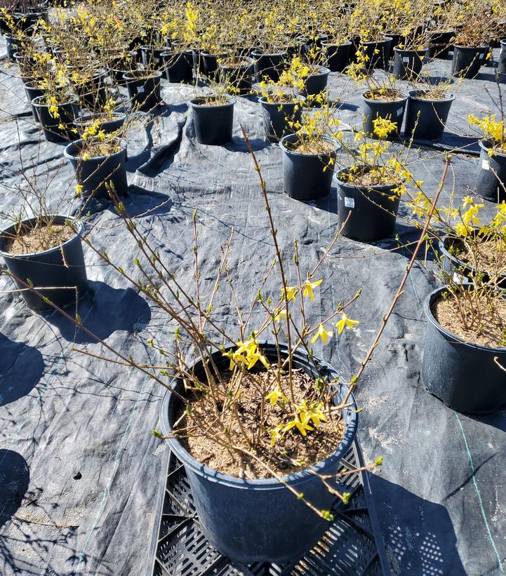 Forsythia x 'Meadowlark'