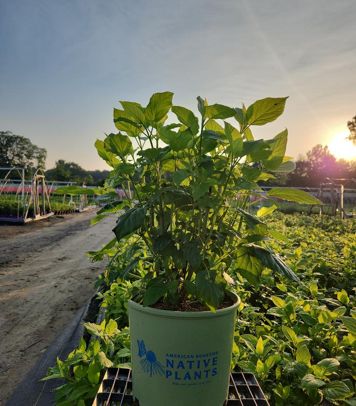 Hydrangea arborescens Haas' Halo