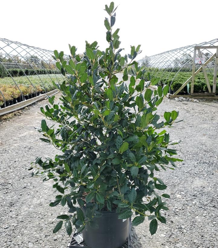Ilex x 'Nellie Stevens'